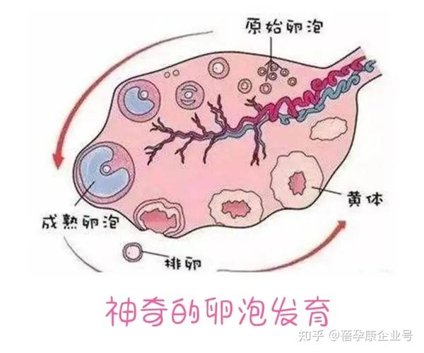 生殖知识科普:卵子的发育过程 - 知乎