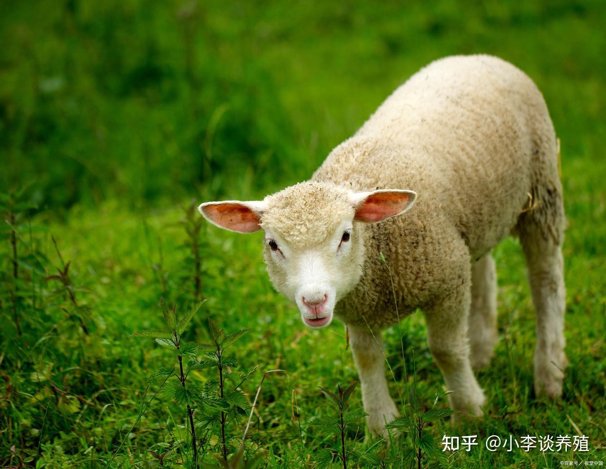 羊痘病的症状与治疗,羊痘会传染给人吗? - 知乎