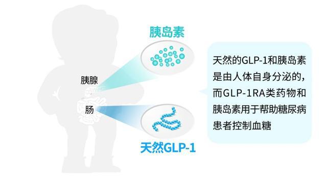 glp 1 muscle mass Study finds GLP-1 receptor agonists target fat over muscle for weight loss