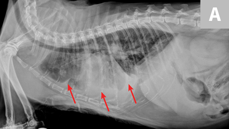 【影像学】猫的常见肺部疾病