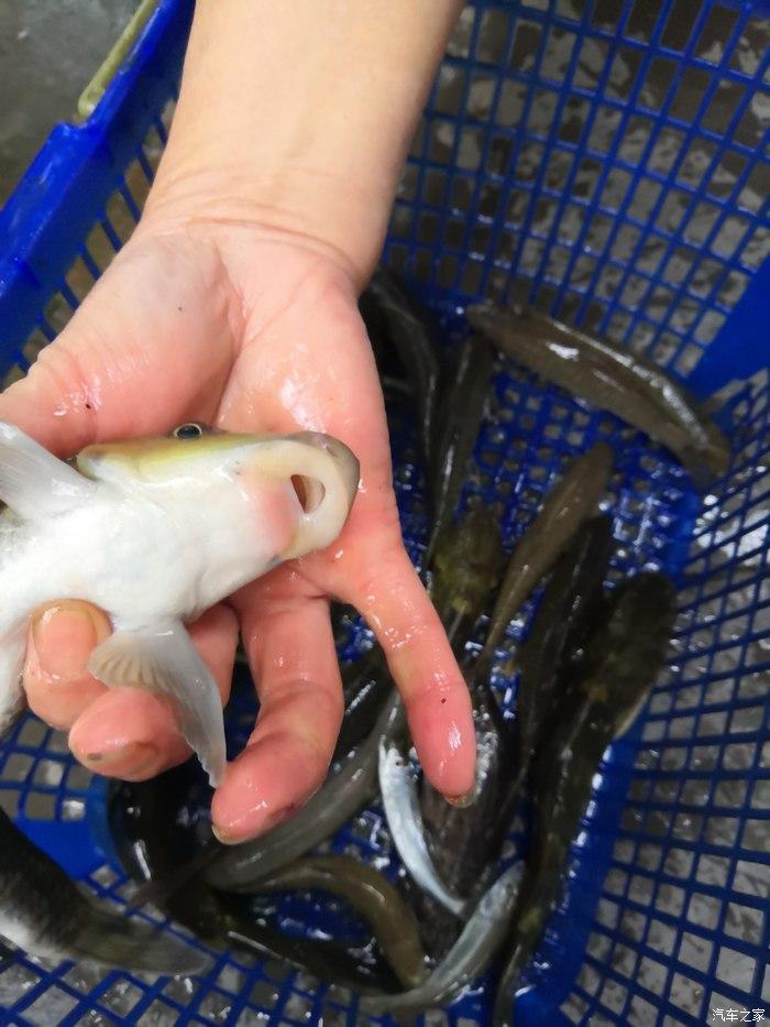 有幸在一个河畔山庄吃到了家乡河流里的野生鱼——猪嘴鱼,学名叫泉鱼