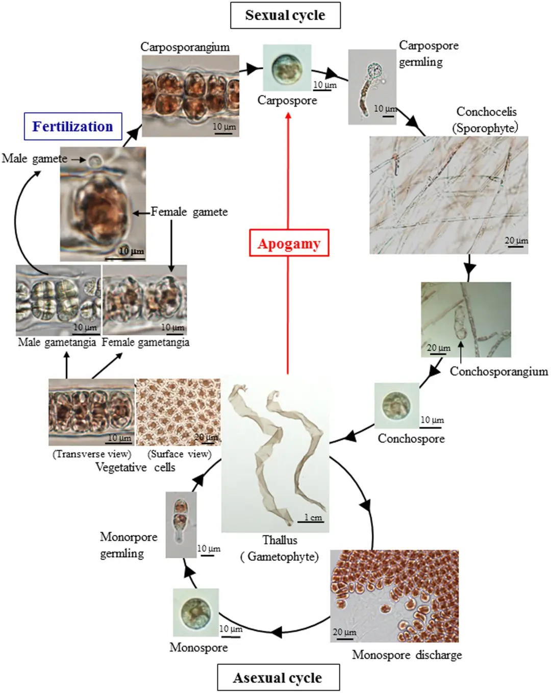 十九世纪时,很多人都发现紫菜能产生出一种名为果孢子的生殖细胞,1949