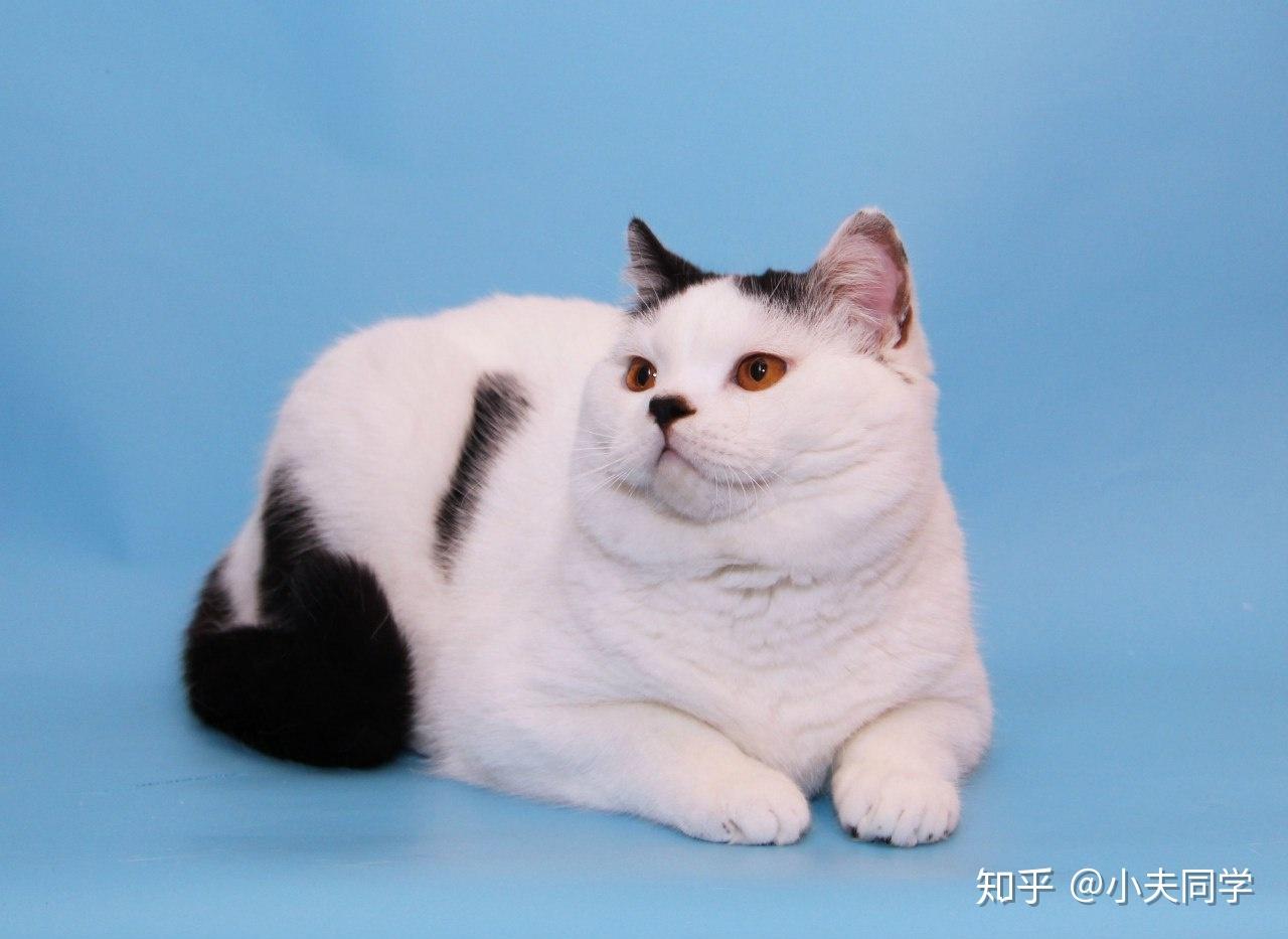 英短毛色大全集梵花篇