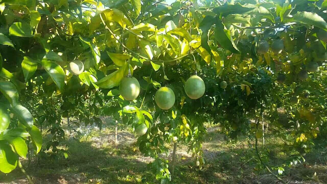 每天慢跑五公里对身体有什么好处? - Lillian 的