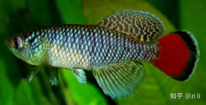 草缸不是只能养灯鱼这37种鳉鱼观赏度爆表