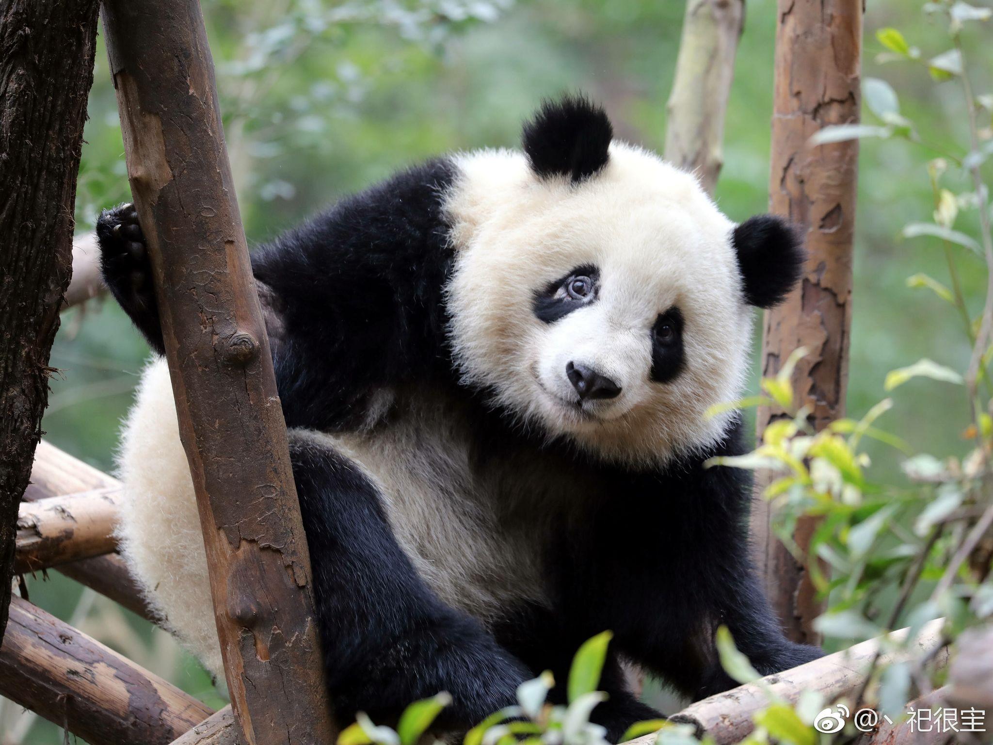 三只大熊猫幼崽正式参与2016年的野化放归培训_熊猫文化_熊猫频道