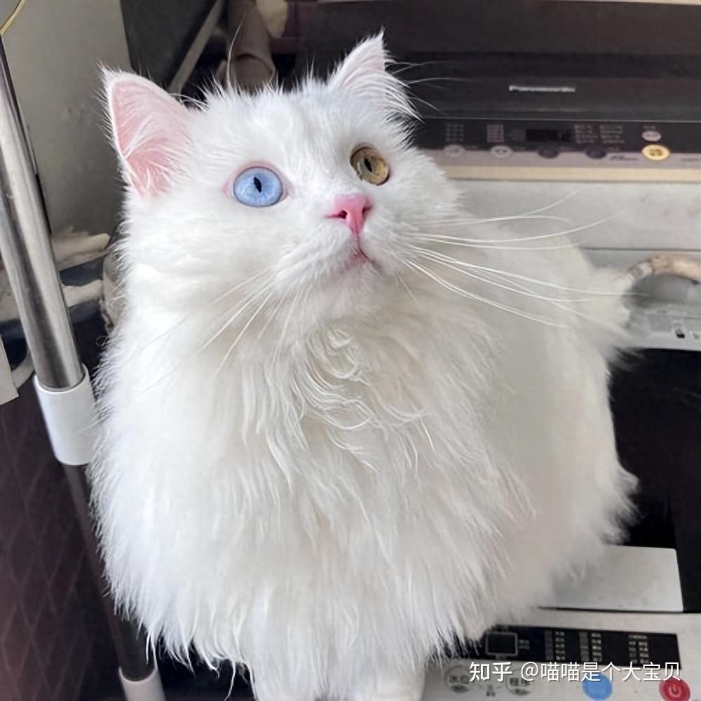 “山东狮子猫”,颜值不亚于布偶猫,有什么优缺点呢? - 知乎