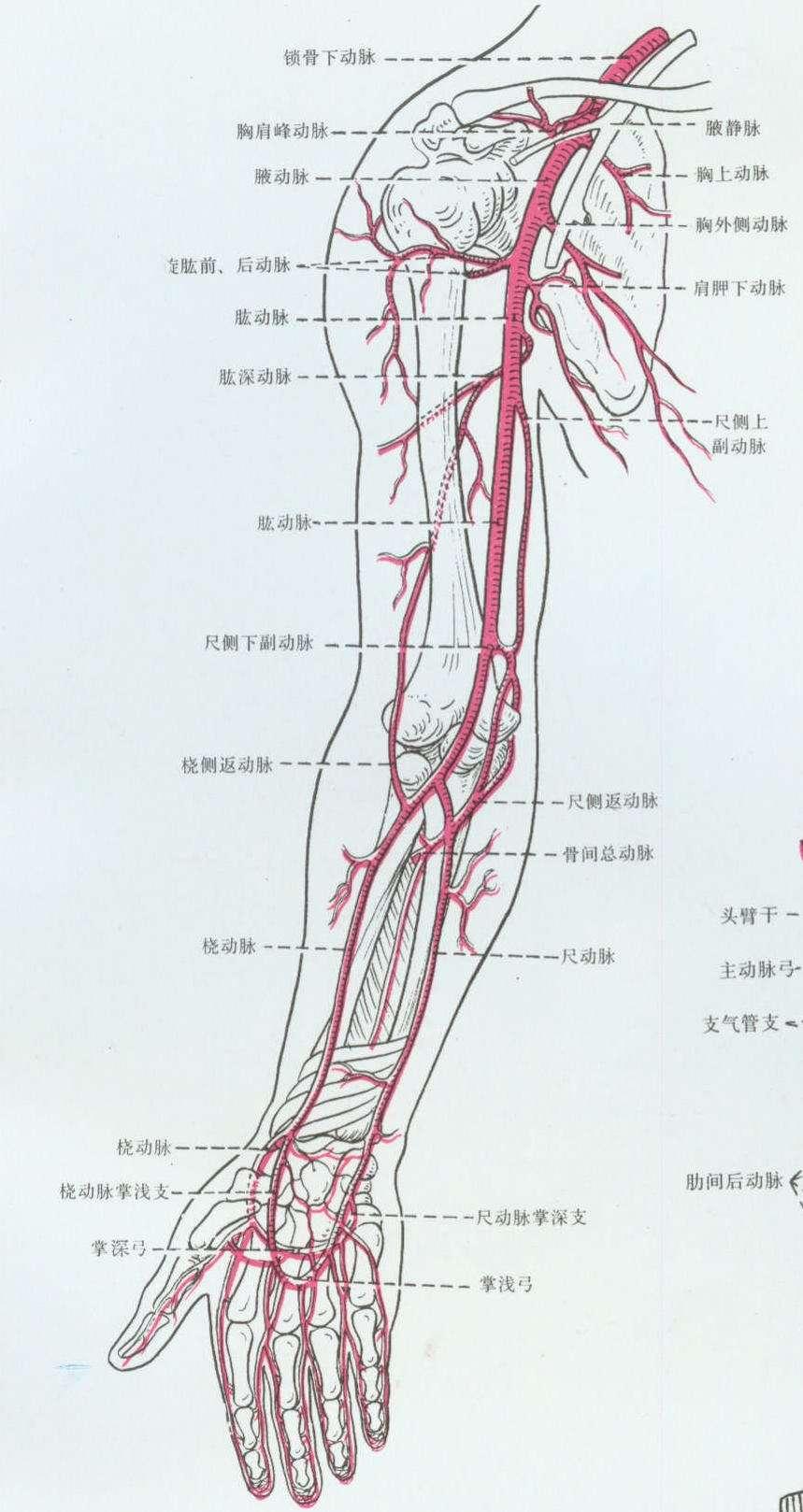桡动脉解剖图解图片