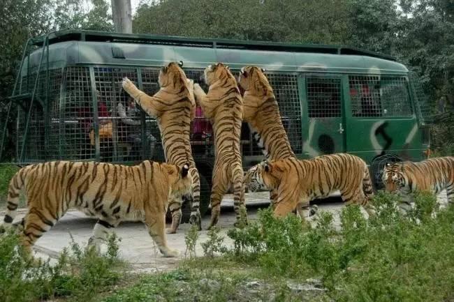 野生動物園自駕遊玩的都是命