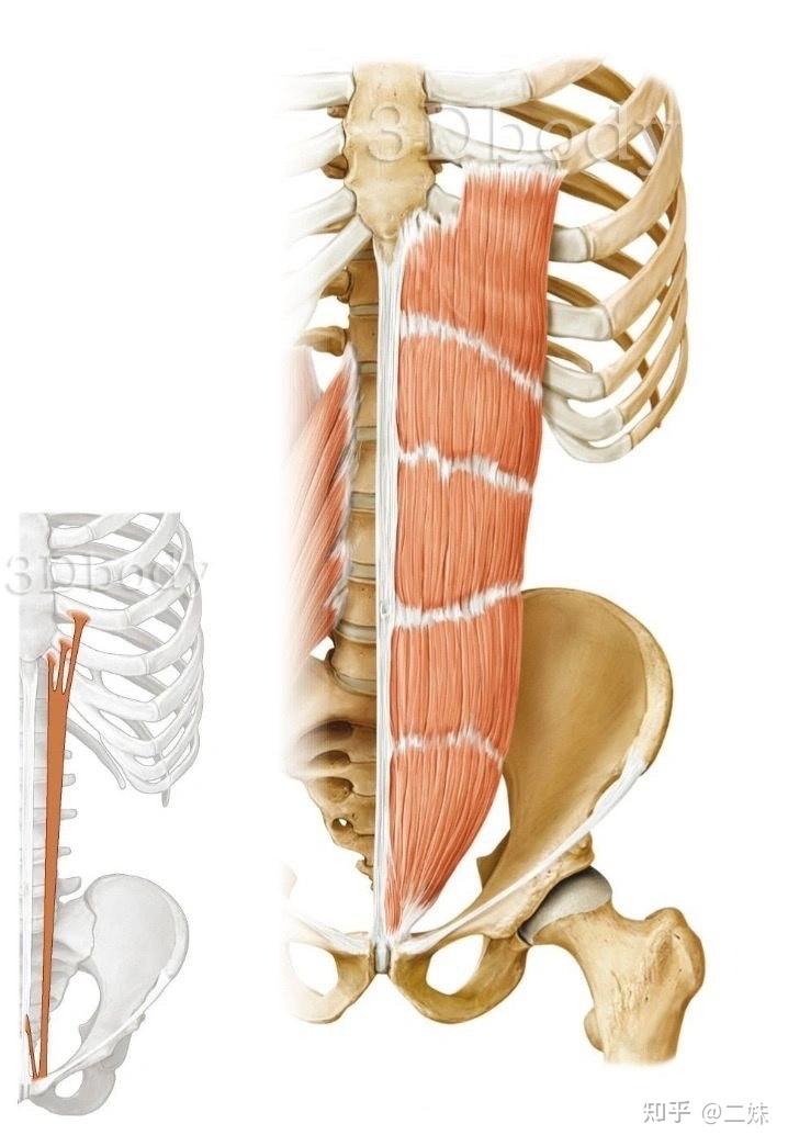 腹外斜肌位置图图片