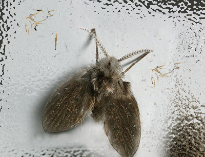 搞定难缠的蛾蚋