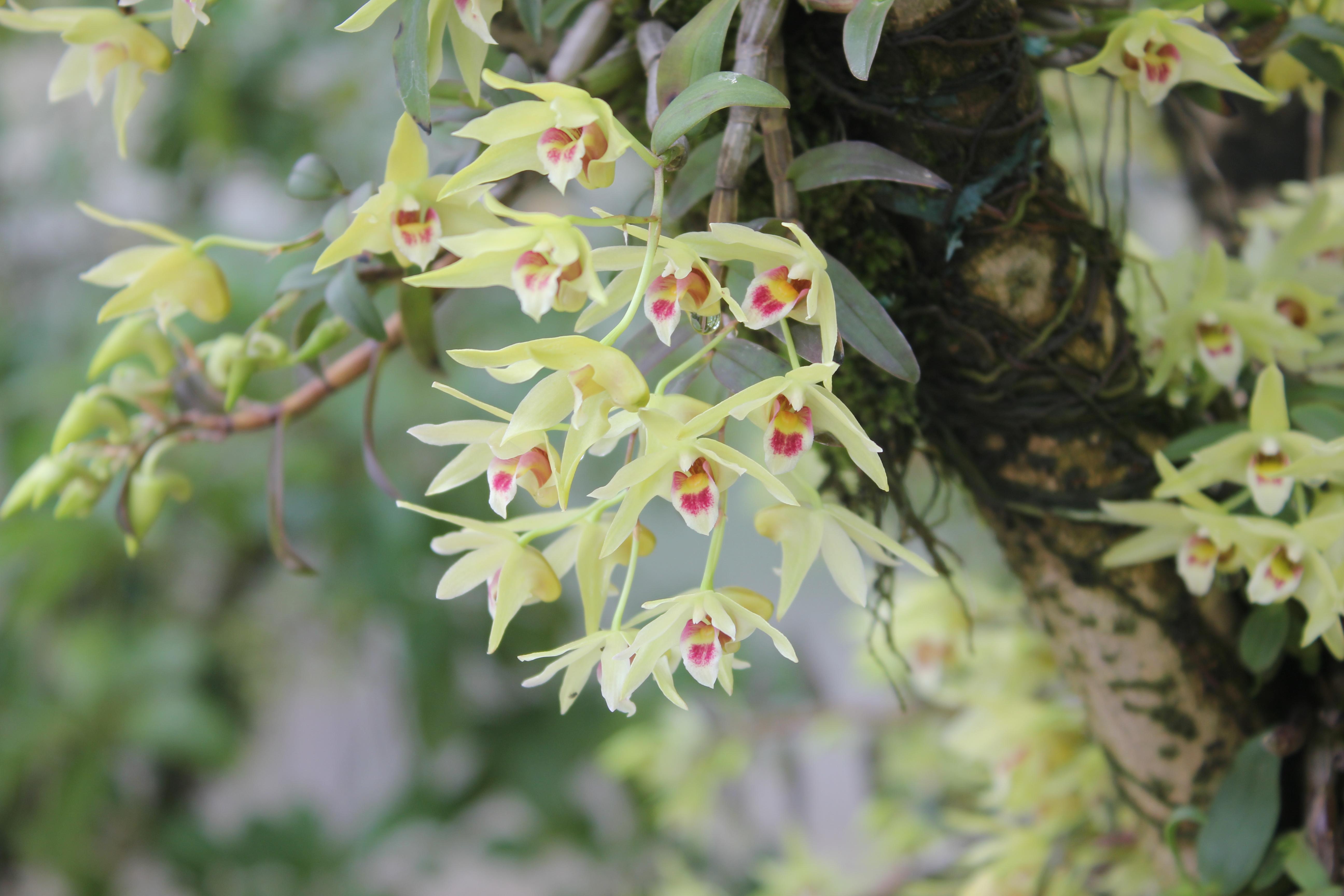 铁皮石斛到底有没有用? - 知乎