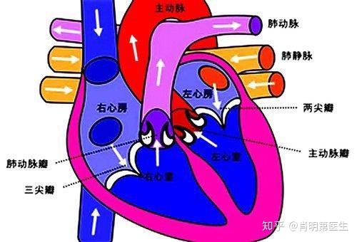 心脏瓣膜 位置图图片