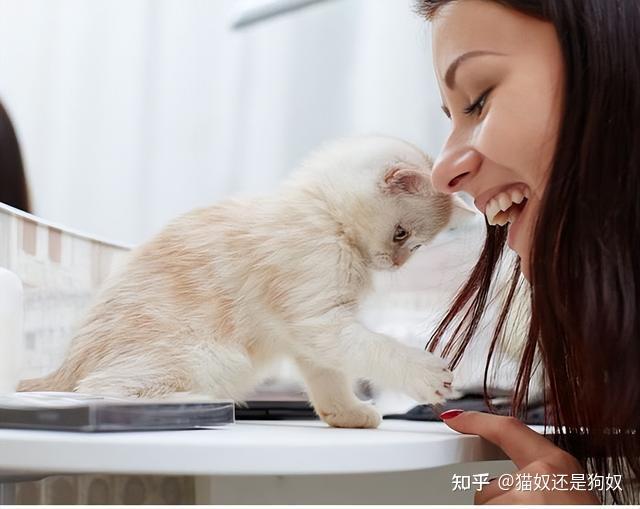 猫咪粘人排行榜：最粘人的8种猫，每只都是“粘人精” 知乎 6648