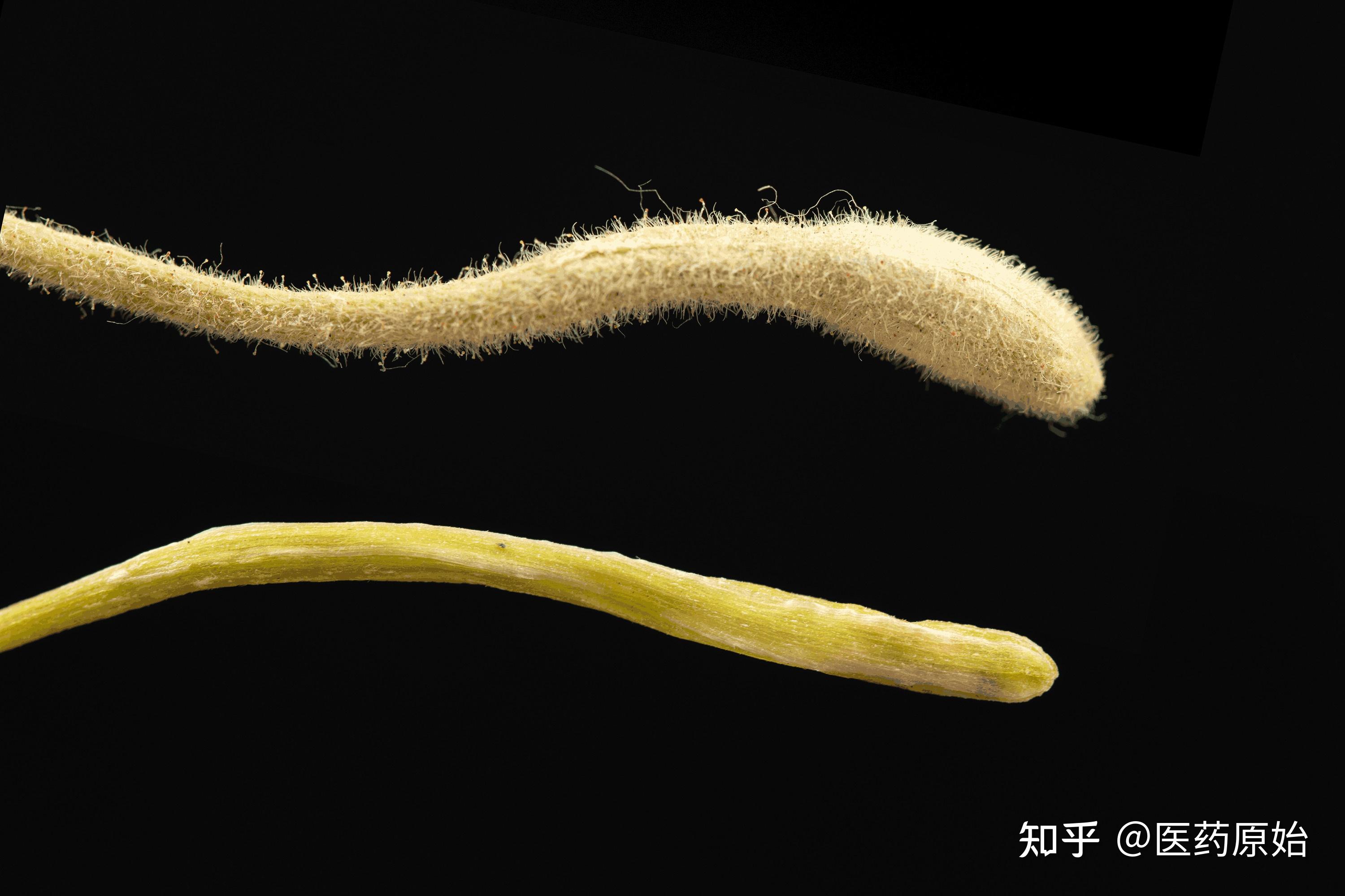 带你识别金银花 - 知乎