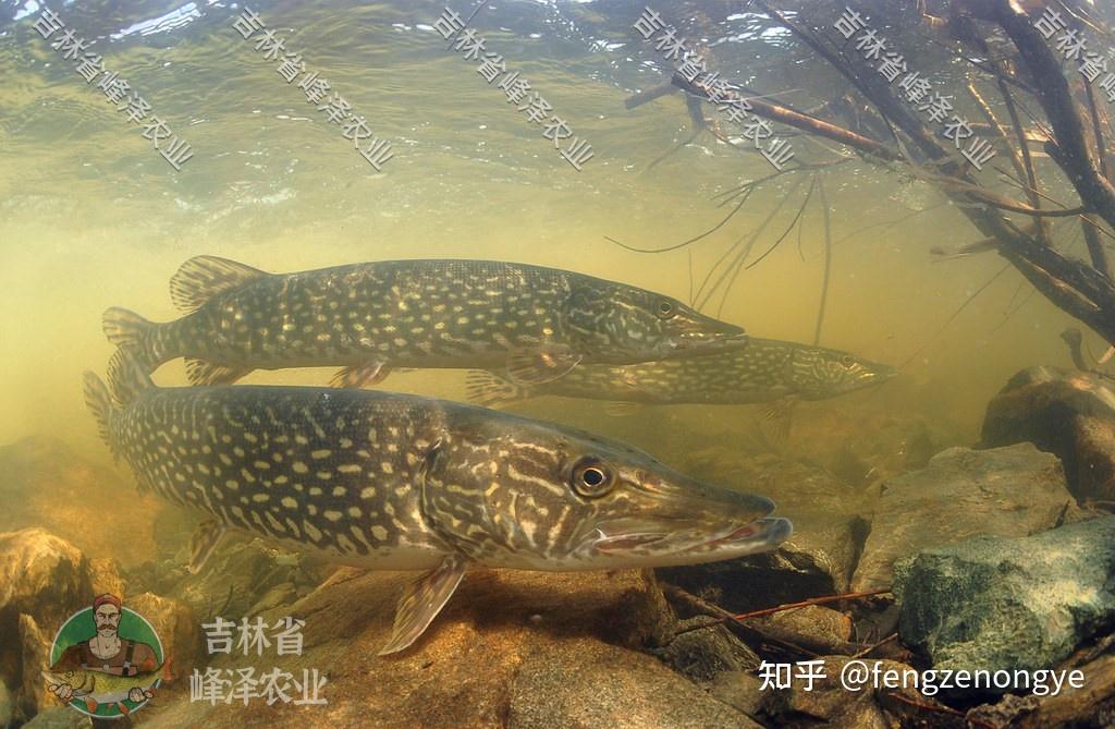 养殖白斑狗鱼利润及前景分析，养白斑狗鱼利润大吗，白斑狗鱼大概多少钱一尾? - 知乎