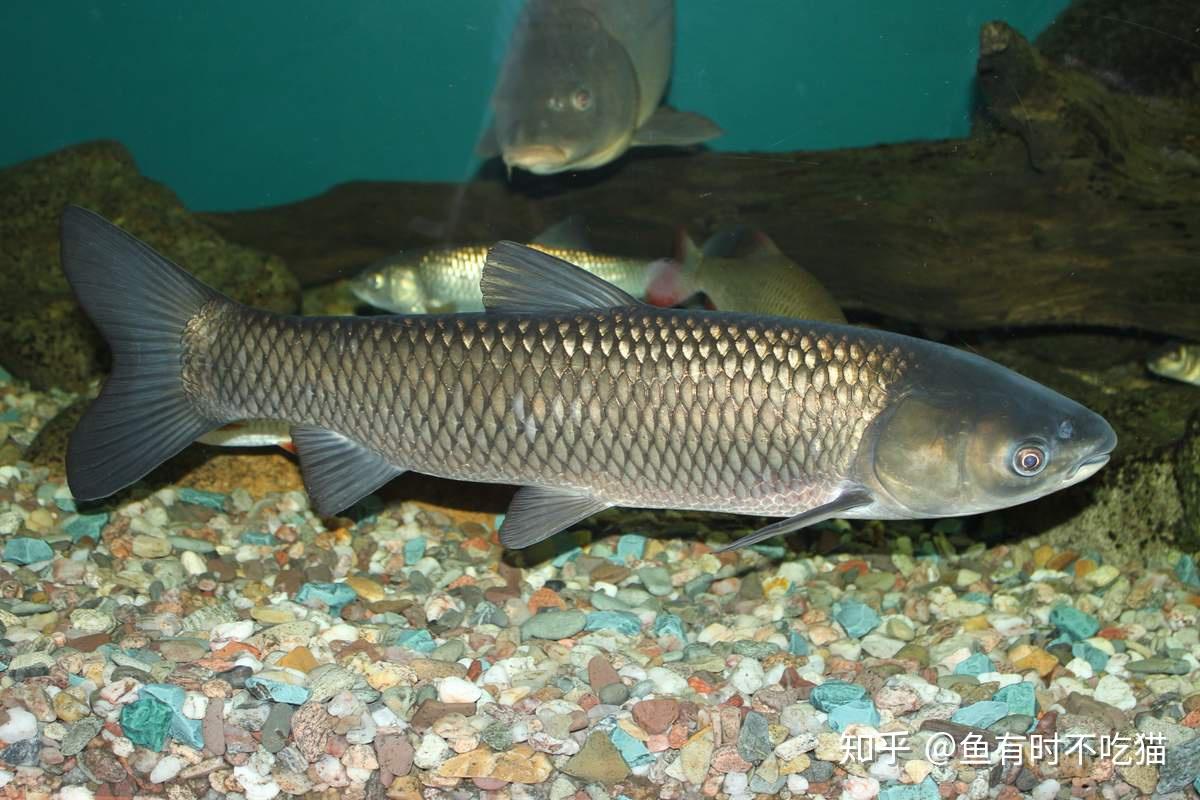 中国原生鱼北京鱼类图鉴