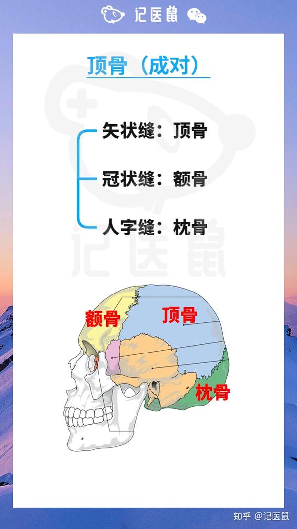 解剖轻松记 5 颅骨-1 - 知乎
