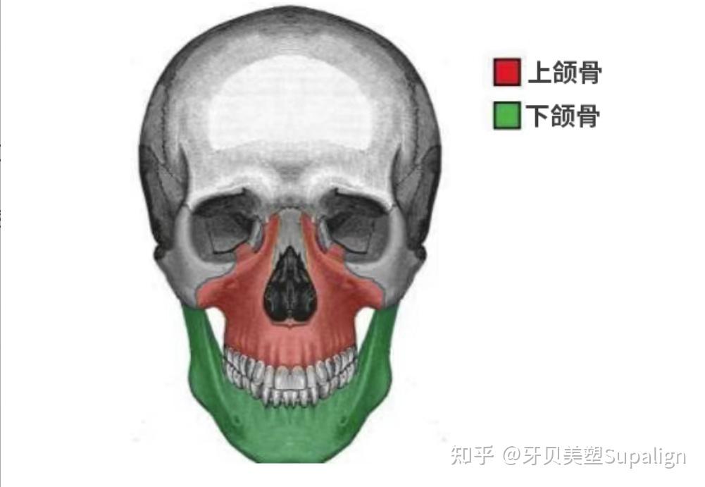 颌骨发育好,每个孩子都有高颜值潜力! - 知乎