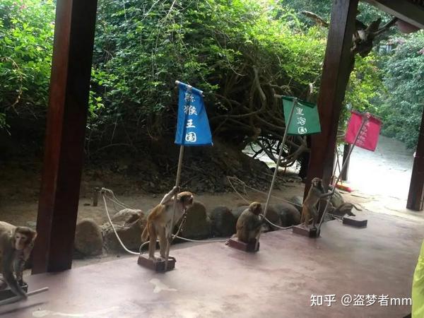 新乡猴子游玩攻略,新乡猴子游玩攻略图