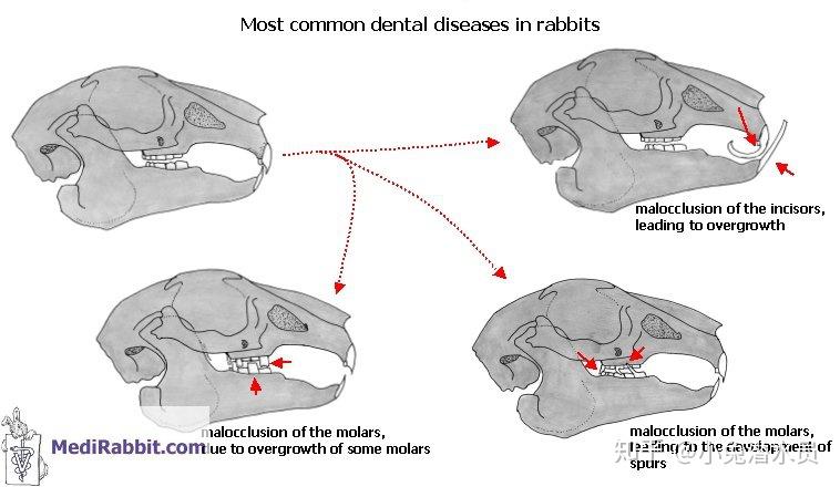 兔子牙齿图片结构图图片