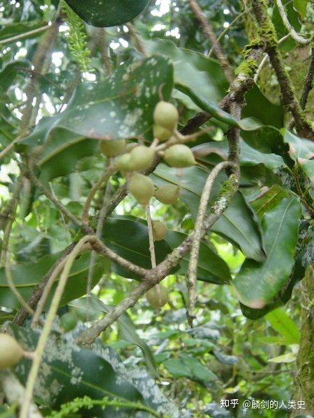 植物界全系列山龙眼目山龙眼科下帝王花