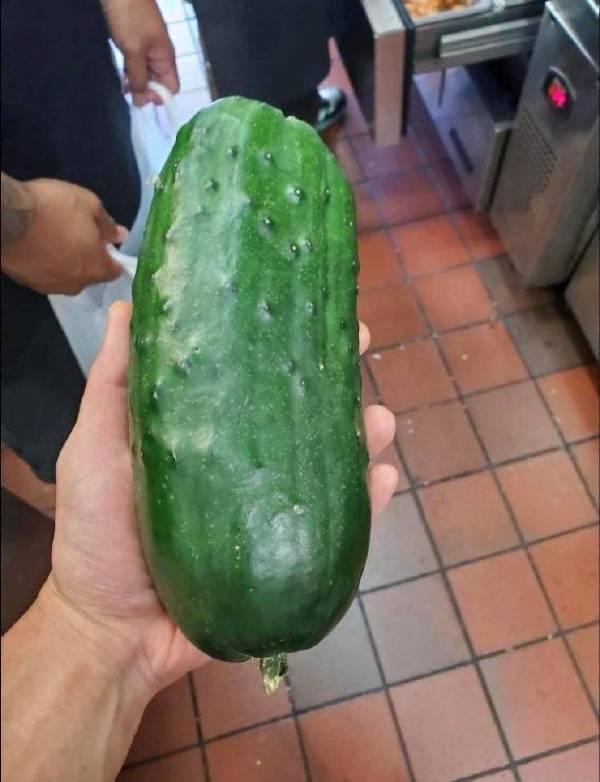 【13】是青瓜的放纵还是冬瓜的不检点?【12】生命力【11】这树秃顶了?