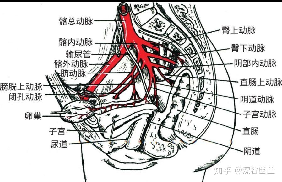 281,环跳(huan tiao)在股外侧部,侧卧屈股,当股骨大转子最凸点与骶管