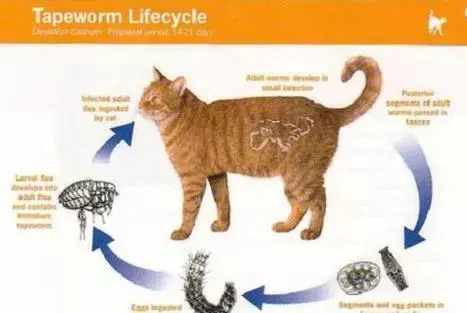 猫咪出现哪些症状，就要排查寄生虫了？ - 知乎