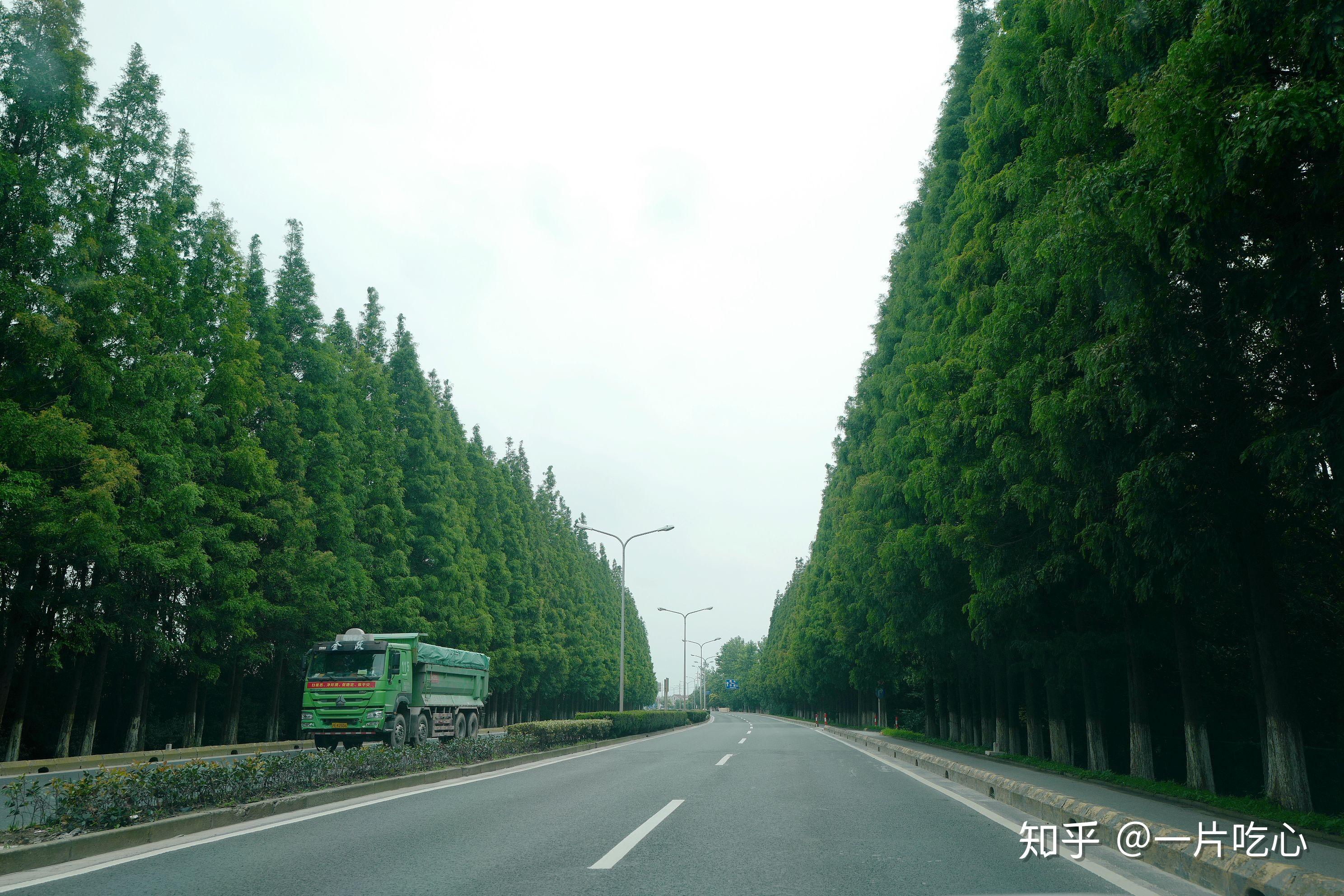 沪青平公路开过东方绿舟就到了淀峰村,春叶饭店在国道边开了二十多年