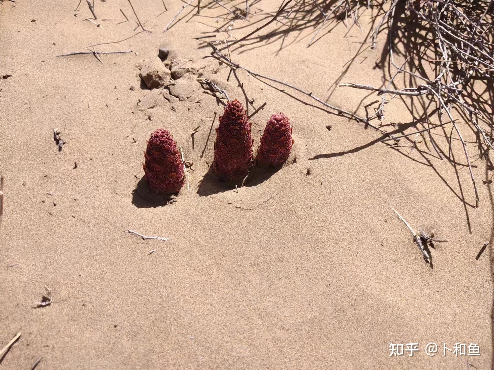 4,苏海图湖——太阳湖