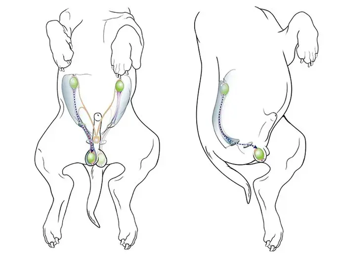 狗狗怎么少了一颗蛋蛋它可能患上了隐睾症