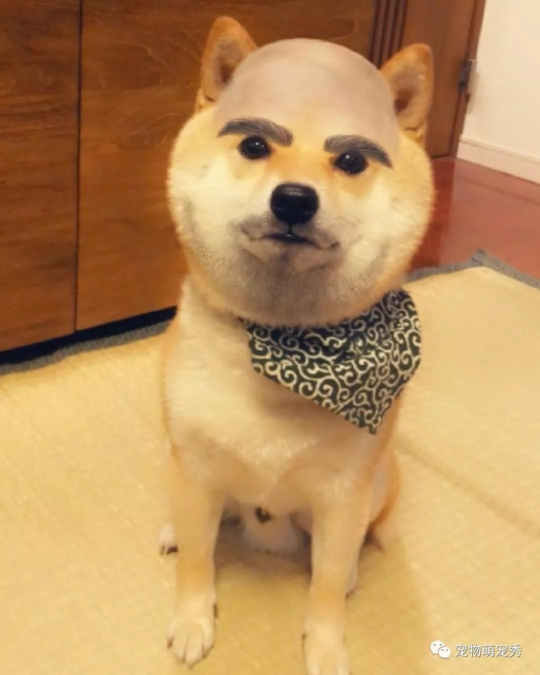 是乡村女郎还是光头和尚百变柴犬萌到死