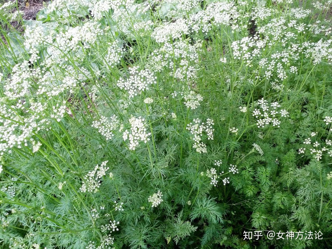 在国内,新疆,内蒙古,甘肃是孜然的主要产地.