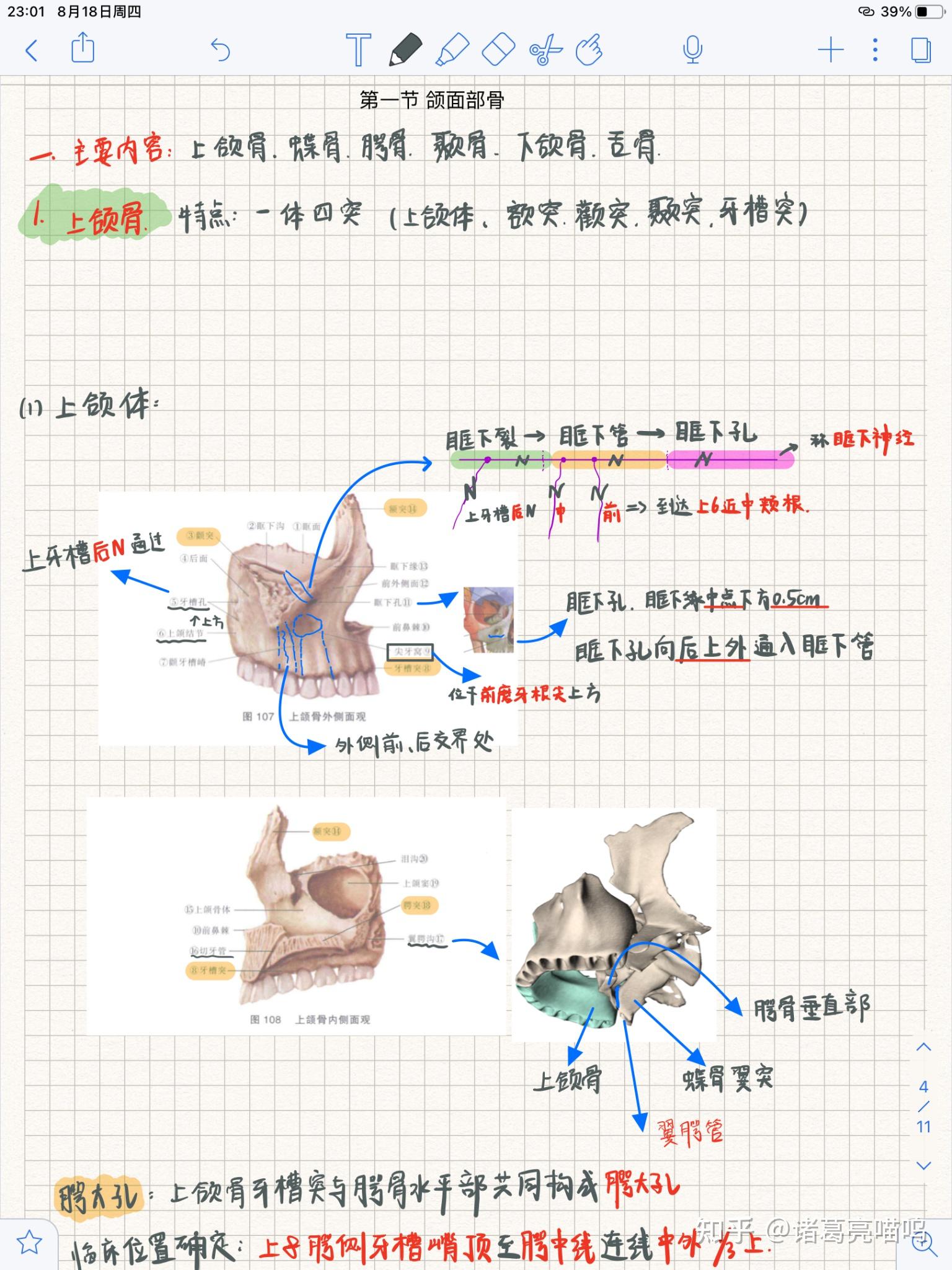 口腔解剖生理学笔记丨颌面部骨 - 知乎
