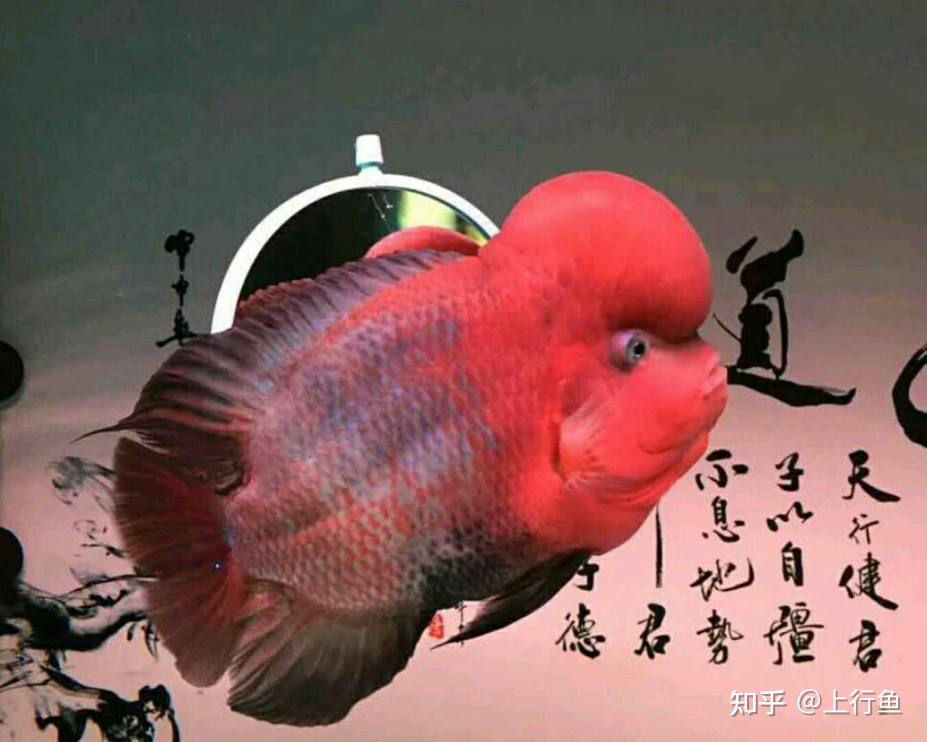 互动性最好的观赏鱼排名第2:罗汉鱼 - 知乎