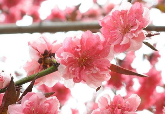 桃花什么时候开花季节图片