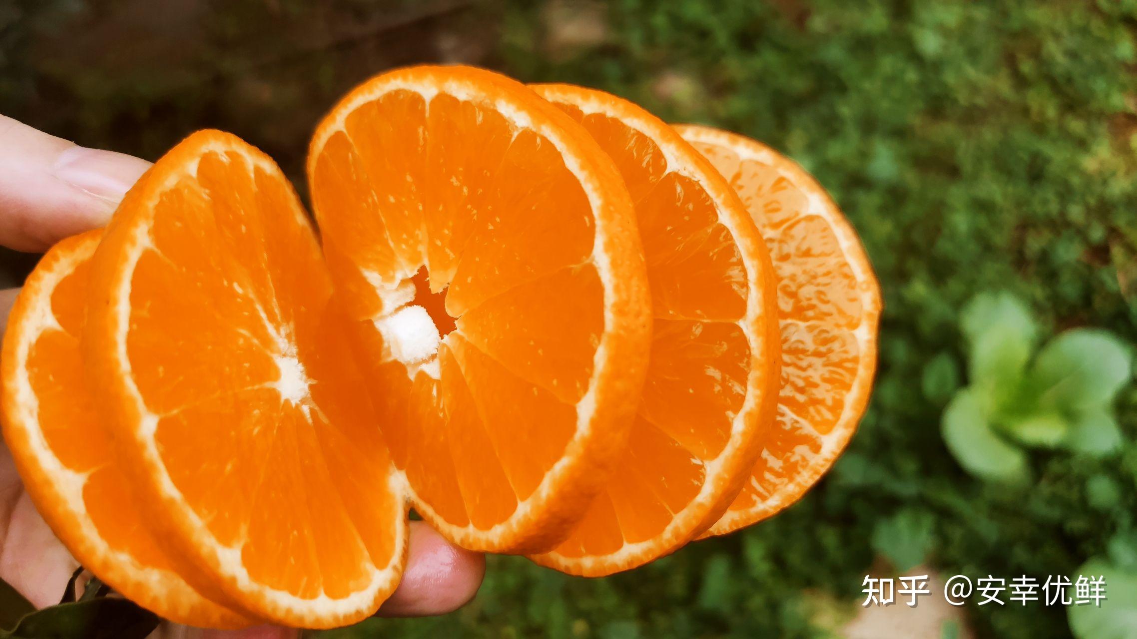 爱媛38号柑桔树苗真假