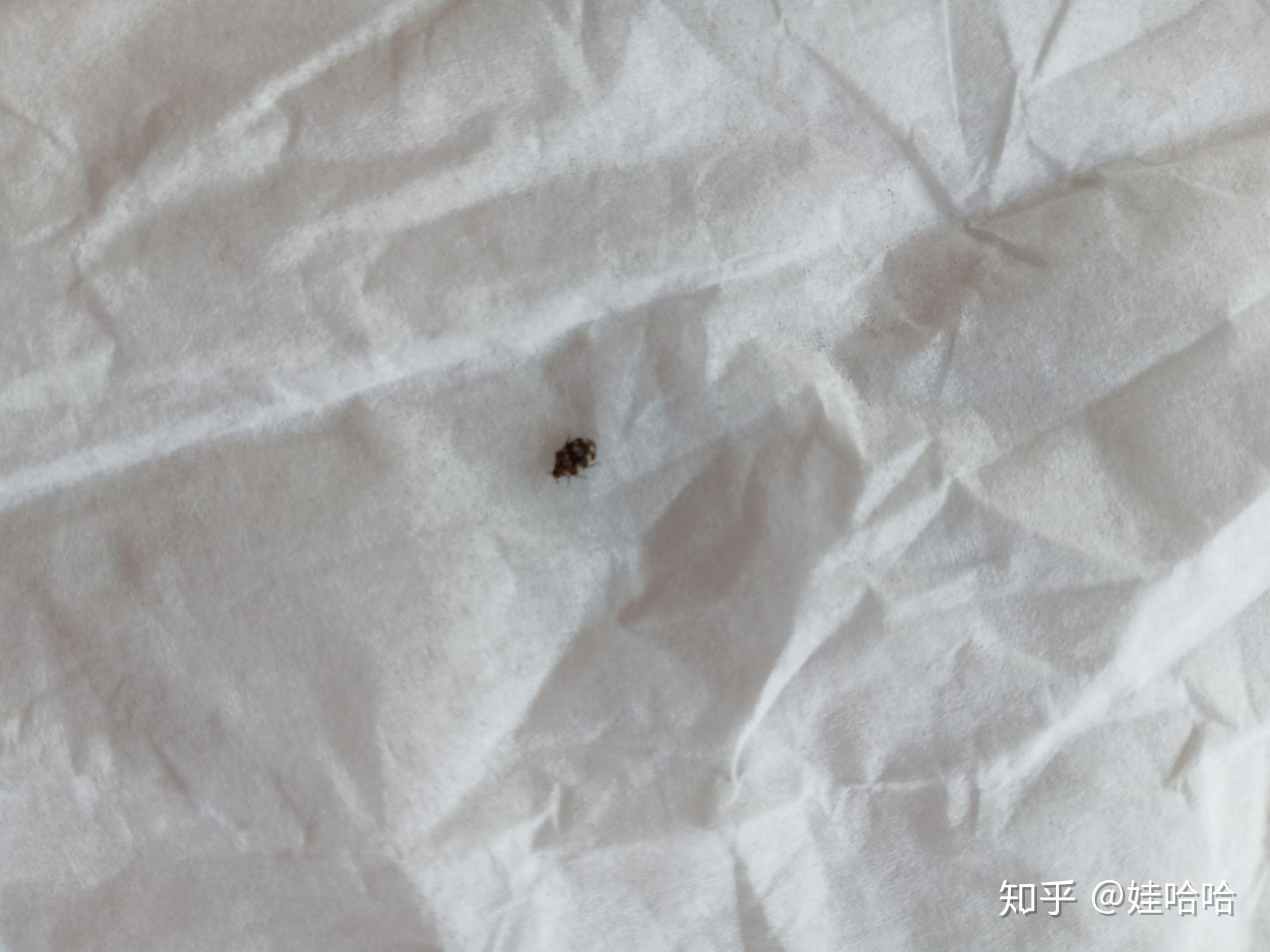 床上发现有小虫子，帮忙看看是什么虫？能杀死吗？还是要换床垫了？_百度知道