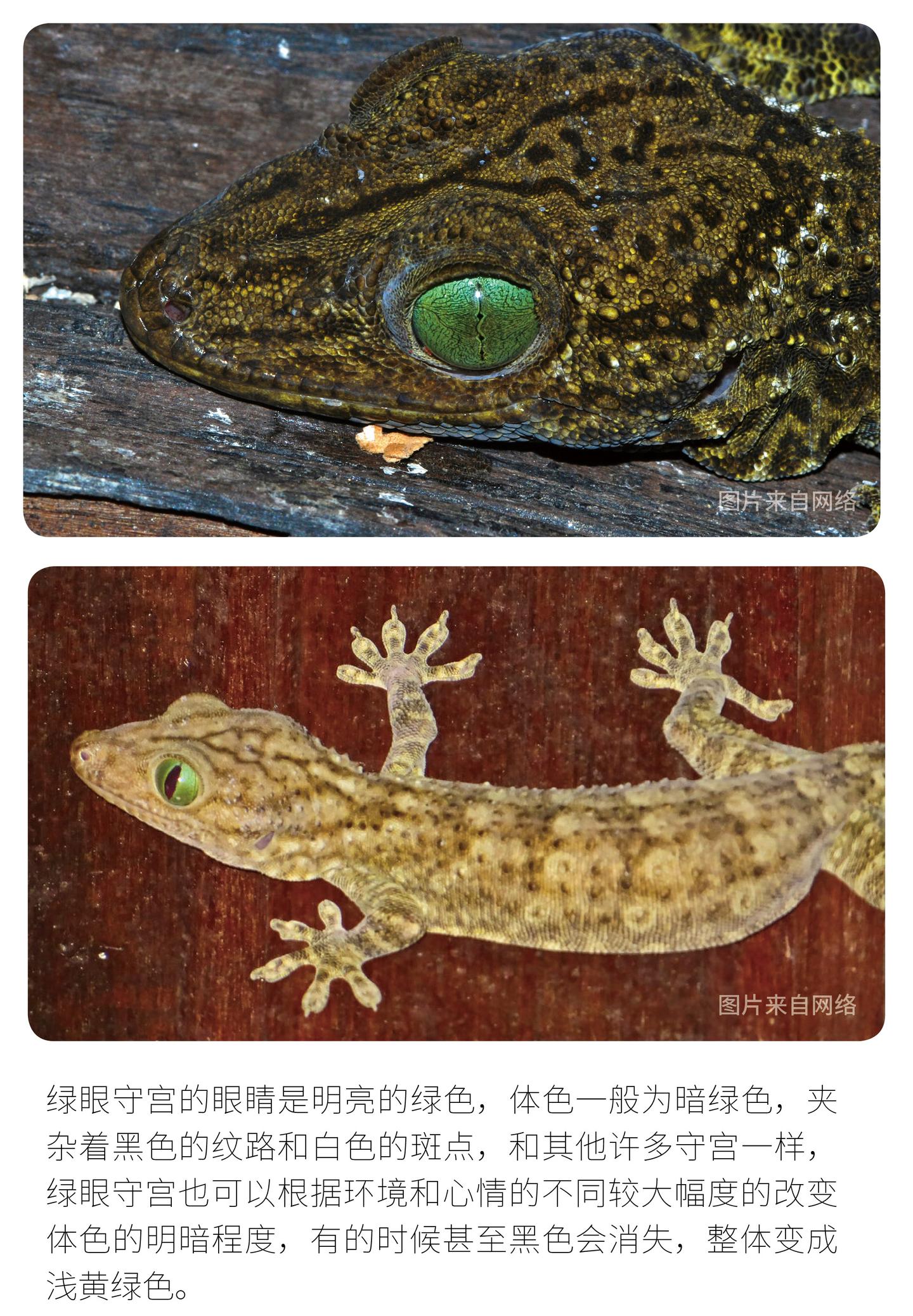 物种小谈┃绿眼守宫 - 知乎