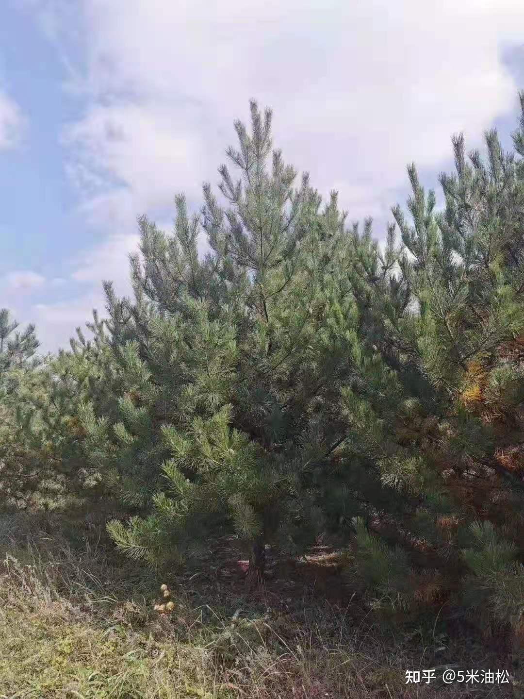 5米油松,4.5米油松苗圃,4.5米油松上车 - 知乎