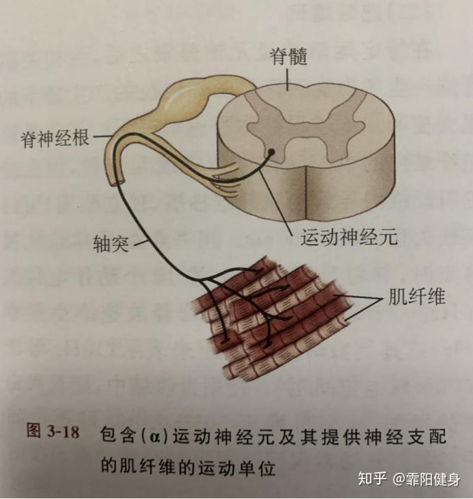 肌肉生长原理与训练目标