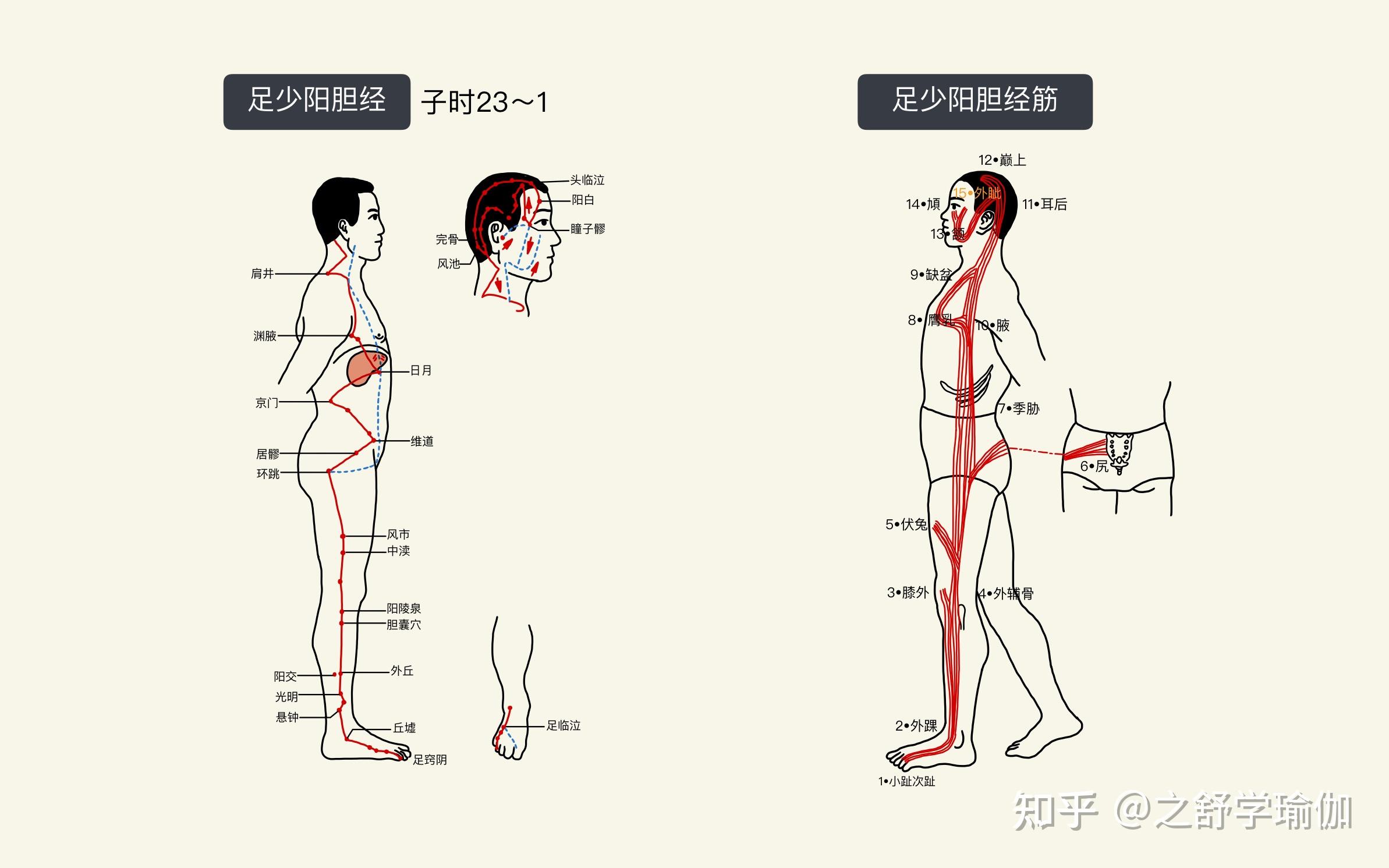 总结瑜伽如何作用到十二经络