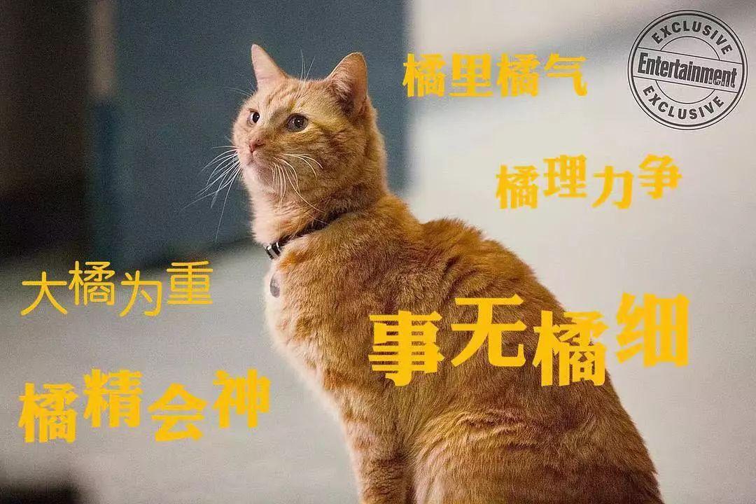 制霸宇宙就靠这只橘猫惊奇队长里的小猫什么来头