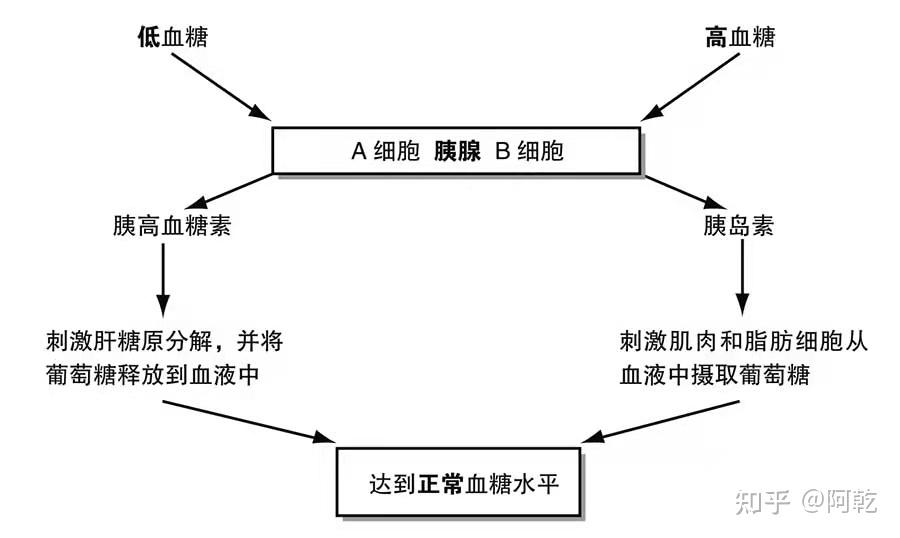 胰岛素和胰高血糖素是胰腺激素,它们协同作用来控制血糖水平.