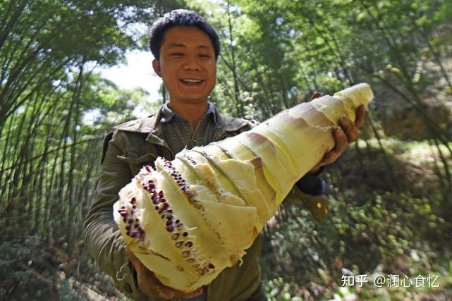 国内哪的笋最好吃？经过评比，8个地方比较出名，有你家乡吗？ - 知乎