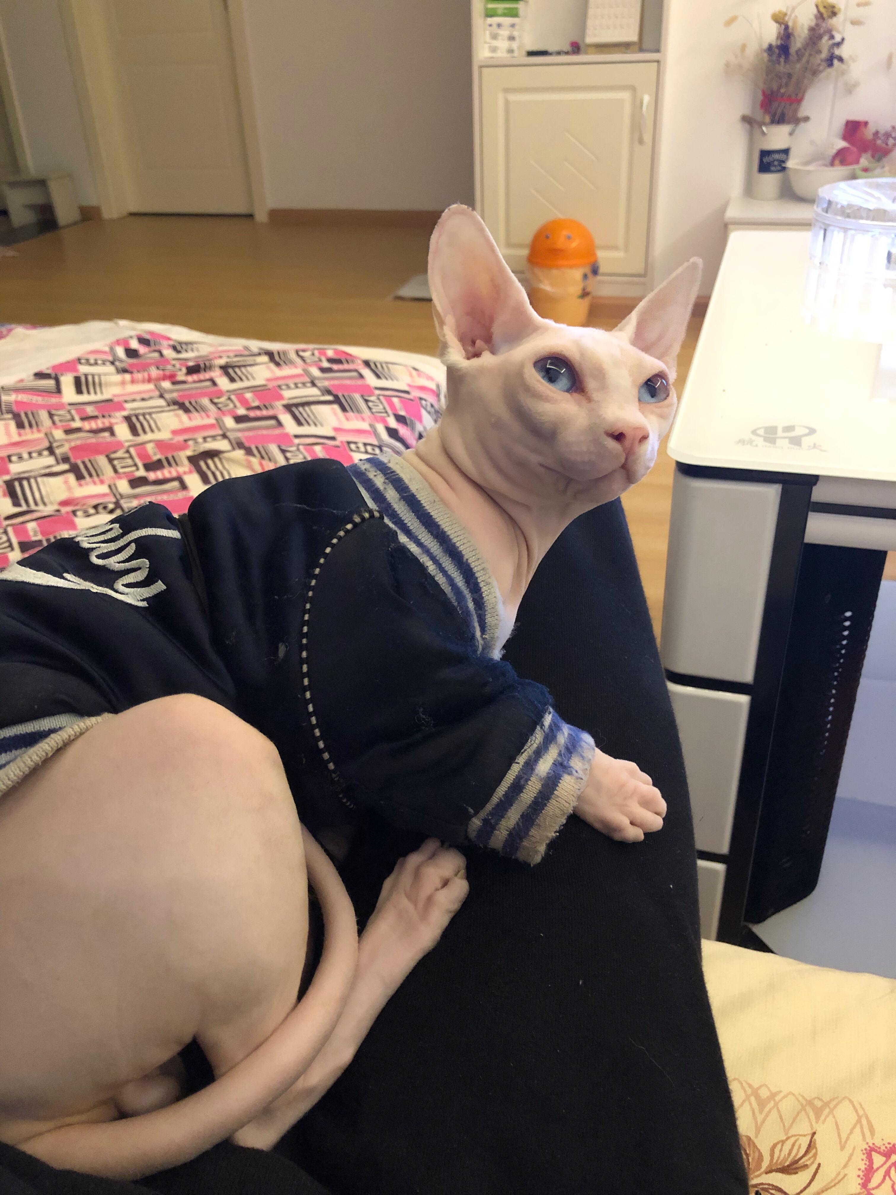 俄系缅因猫特征 v2-03570b8037f45bb44aca1a692b9c81f7_r.jpg