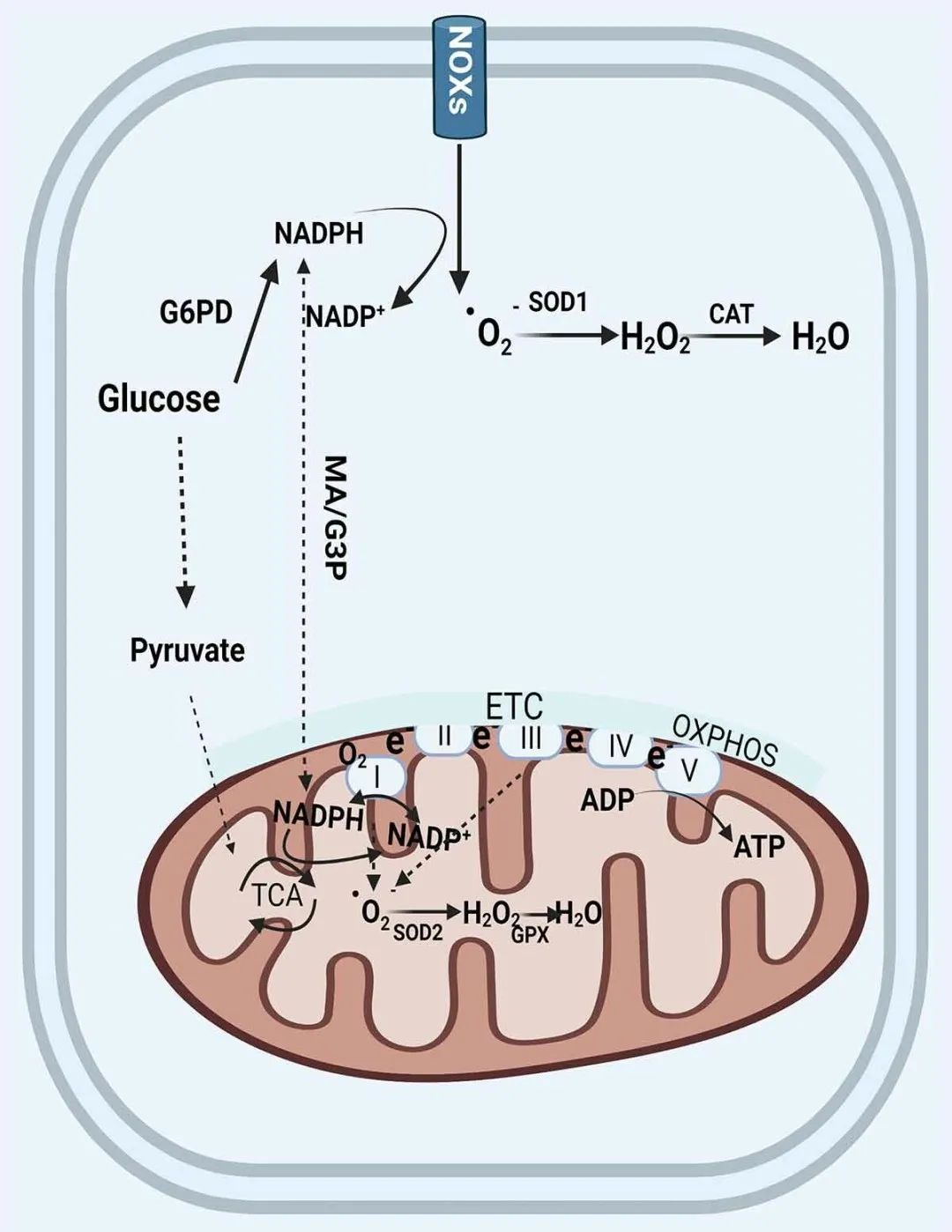 三磷酸腺苷(atp),这是mtros的来源之一,线粒体损伤会增加mtros的产生