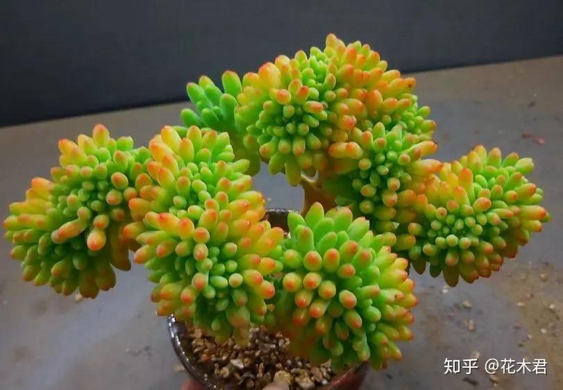 多肉植物的冠、锦、缀化、群生、老桩、多头等分别指什么? - 知乎