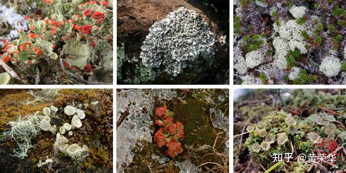 被忘却的中国传统色彩石蕊蓝